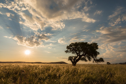 The golden sun setting behind an acacia tree in the Sossusvlei, Namibia with dramatic white clouds in a blue sky on the horizon and grass in the foreground.
