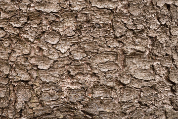 pine bark closeup, dry pine needles in the bark, brown bark of a tree close up, tree bark