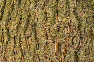 pine bark closeup, dry pine needles in the bark, pine bark with green patina