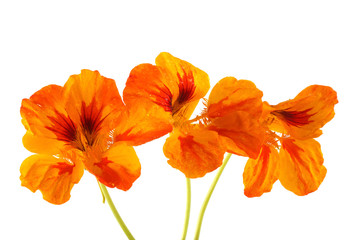 Growing nasturtium isolated on white