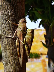 grasshopper on tree