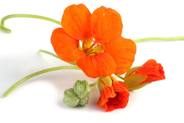 Nasturtiums isolated on white