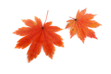 Autumn maple leaf