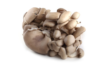 Fototapeta premium Oyster mushrooms isolated on white