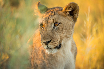 This close up of a lioness was photographed at sunrise in the Etosha National Park, Namibia