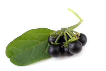 European black nightshade