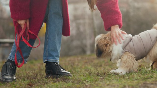 Active Lady Plays With Small Fuzzy Shitzu Dog Holding Purple Leash In Hand On Green Meadow Slow Motion. Concept Nature And Friendship