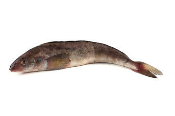 Fototapeta premium Sea bass isolated on white