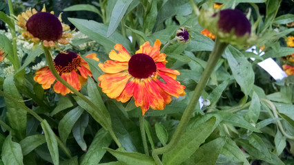 Helenium 'Mardi Gras' © John Caley