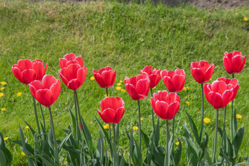 Obraz premium Urban Flowerbed With Planted Tulip Flowers. Closeup Of Red Flowers On A Sunny Day