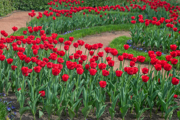 Urban Flowerbed With Planted Tulip Flowers. Perspective View Of Red Flowers On A Sunny Day