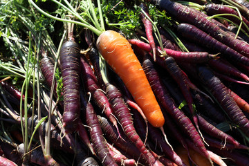 Carrots and unusual violet carrots harvest