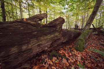 Naturschutz - kein eingreifen mehr, Wald wird sich selbst überlassen.