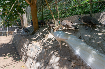 white peacock. Albino peacock photo taken at the zoo