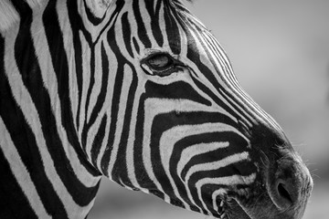 Fototapeta na wymiar This black and white close up of a zebra's face was taken in the Etosha National Park in Namibia