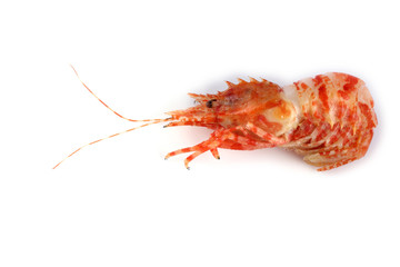 Shrimp isolated on white (northern Bering shrimp)