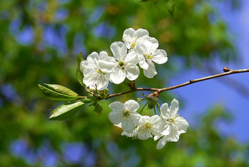 Close up of a flowering branch of cherry. White cherry flowers pierced by spring sunlight
