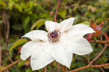 white flower