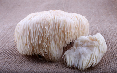 Hericium erinaceus mushroom (monkey head mushroom, bearded tooth fungus, bearded hedgehog mushroom, pom pom, lion's mane mushroom)