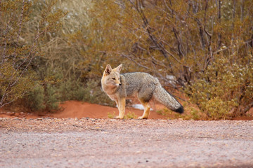 A fox in Talampaya national parc Argentina