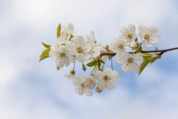 Close up of a flowering branch of cherry. White cherry flowers pierced by spring sunlight