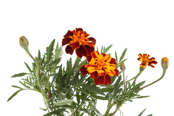 Growing marigolds isolated on white