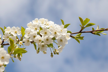 Close up of a flowering branch of cherry. White cherry flowers pierced by spring sunlight
