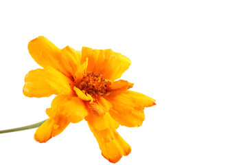 Growing marigold isolated on white