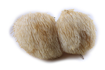 Hericium erinaceus mushroom (monkey head mushroom, bearded tooth fungus, bearded hedgehog mushroom, pom pom, lion's mane mushroom) © Alex Coan