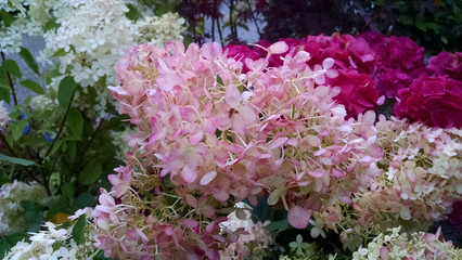 Fototapeta premium Hydrangea paniculata 'Limelight'