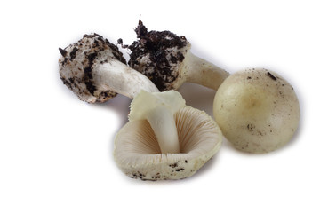 Amanita verna (destroying angel, mushroom fool, fool's mushroom). Deadly poisonous mushroom
