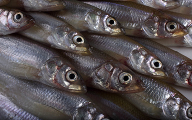 Smelt fishes background