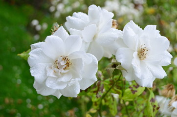 Close up of three large and delicate white rose in full bloom in a summer garden, in direct sunlight, with blurred green leaves in the background