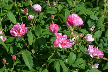 Large green bush with fresh delicate vivid pink and white roses in full bloom in a summer garden, in direct sunlight, with blurred green leaves, beautiful outdoor floral background photographed