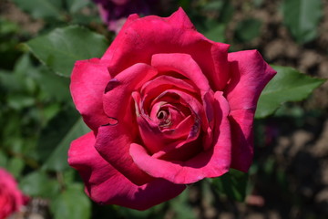 One large and delicate vivid pink magenta rose in full bloom in a summer garden, in direct sunlight, with blurred green leaves, beautiful outdoor floral background photographed with soft focus