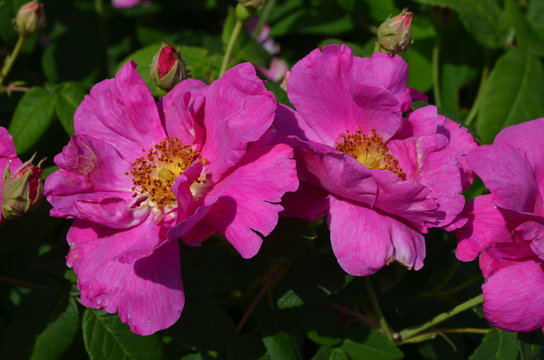 Close up of two large and delicate vivid pink magenta roses in full bloom in a summer garden, in direct sunlight, beautiful outdoor floral background photographed with soft focus