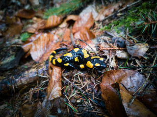Fire salamander in the forest