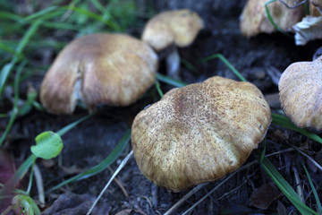 Growing honey fungus