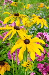 Yellow Rudbeckia bloom in the summer garden