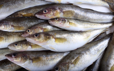 Saffron cods background