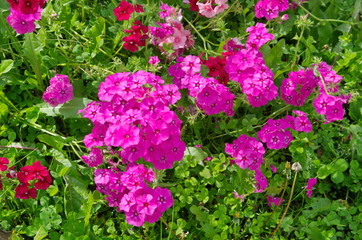 Obraz premium Annual Phloxes bloom in a flower bed in a summer garden