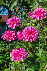 Pink dahlias bloom on the dacha plot