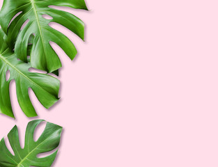 Fototapeta na wymiar Tropical leaves Monstera on pink background. Summer background with copy space minimal concept.