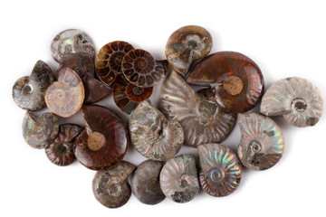 Ammonites isolated on white. Different ammonite varieties