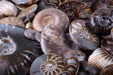 Ammonite background. Different ammonite varieties