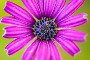 Fototapeta premium A macro close up shot of a beautiful violet coloured flower.