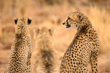 A close up photograph of a family of three cheetahs sitting side by side, taken at the Welgevonden Game Reserve in South Africa.