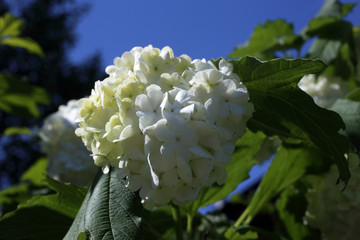 Buldenezh blossom. White flowers
