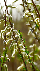 willow flowers at rivderside near Busan