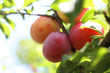 Plums on tree